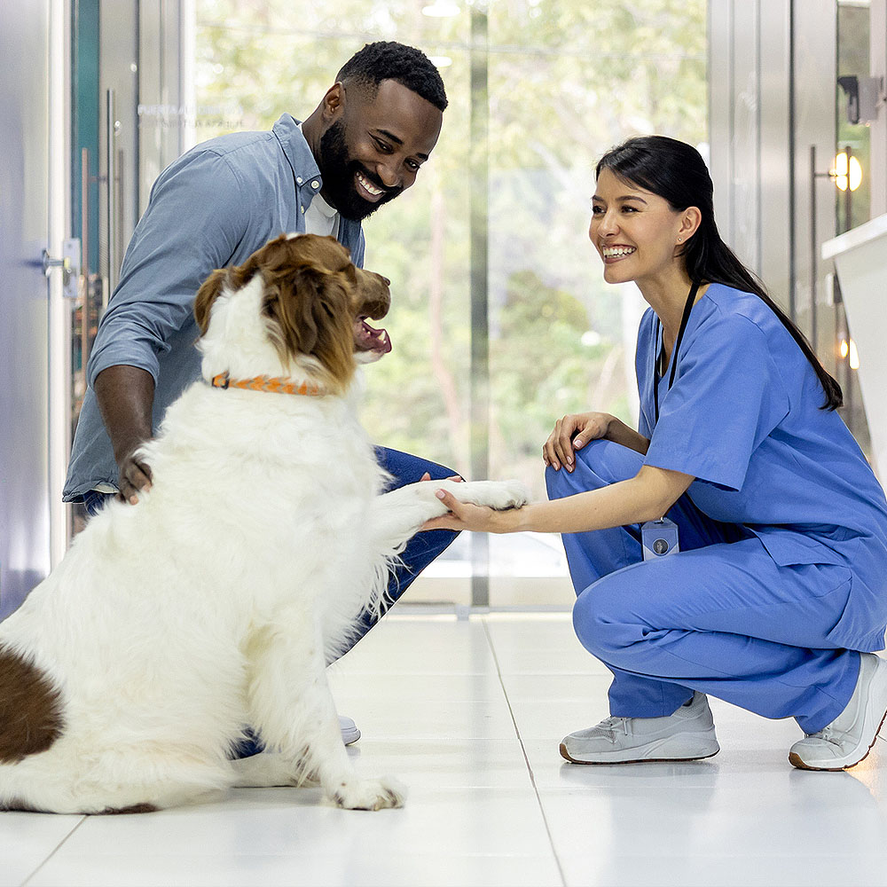 Female veterinarian and male owner with dog giving paw